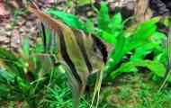Scalaria altum - rio negro altum